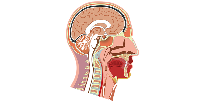 Head and neck cross-section illustration