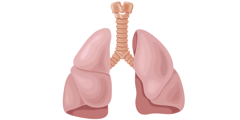 Illustration of lungs