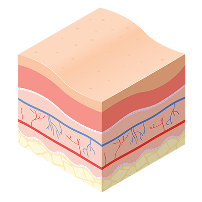 Illustration of a cross-section of skin